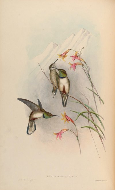 Oreotrochilus estella by John Gould